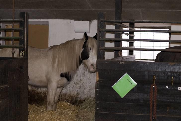 VINTERDAG.... - Paddy spiser hø...... billede 45