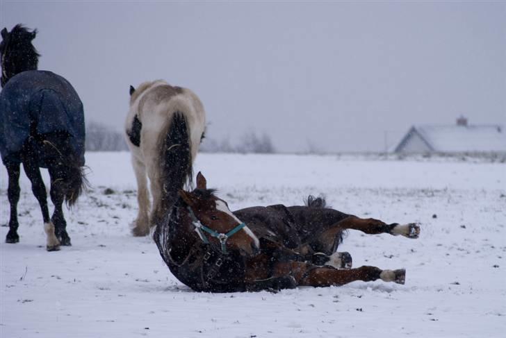 VINTERDAG.... - Rulle, rulle, rulle Mulle...... billede 49
