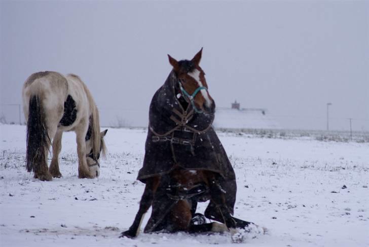 VINTERDAG.... - Mulle på numsen...... billede 50