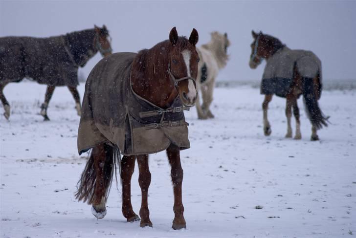 VINTERDAG.... - Elle-mand.... billede 51