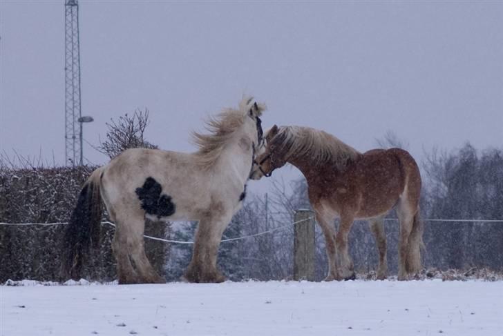 VINTERDAG.... - På gensyn...... Til næste gang...... :D billede 52