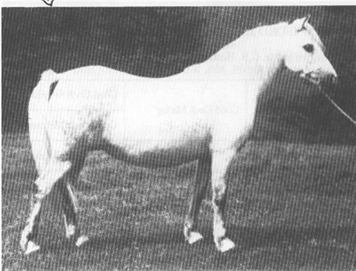 Sarai Familiealbum billede 35