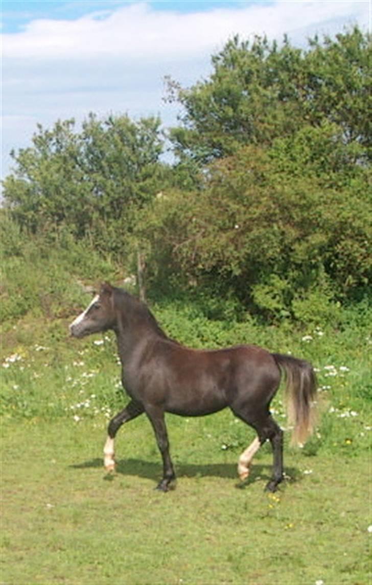 Jason(gammel halvpart) - Jason på sommer græs billede 3