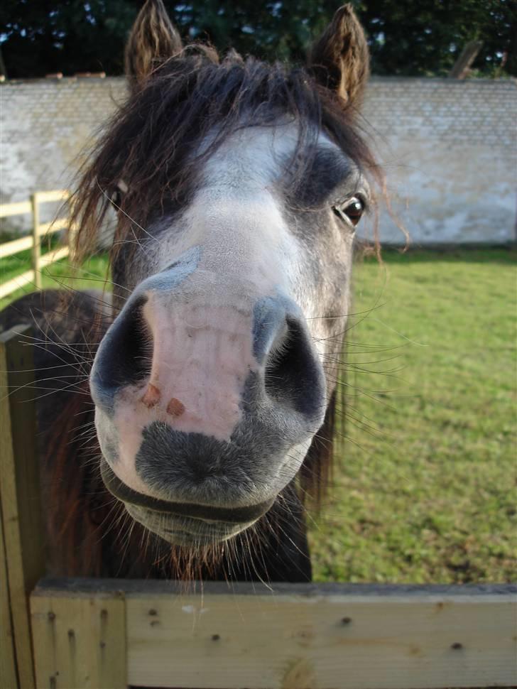 Jason(gammel halvpart) - Hej Jason billede 4