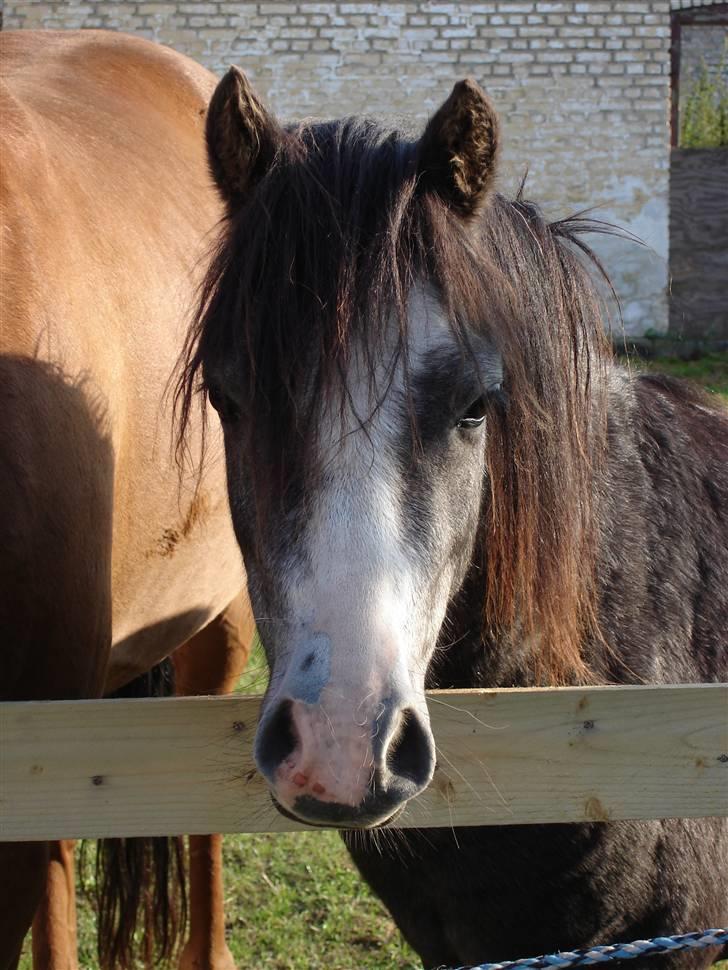 Jason(gammel halvpart) - Jason og Felix billede 5