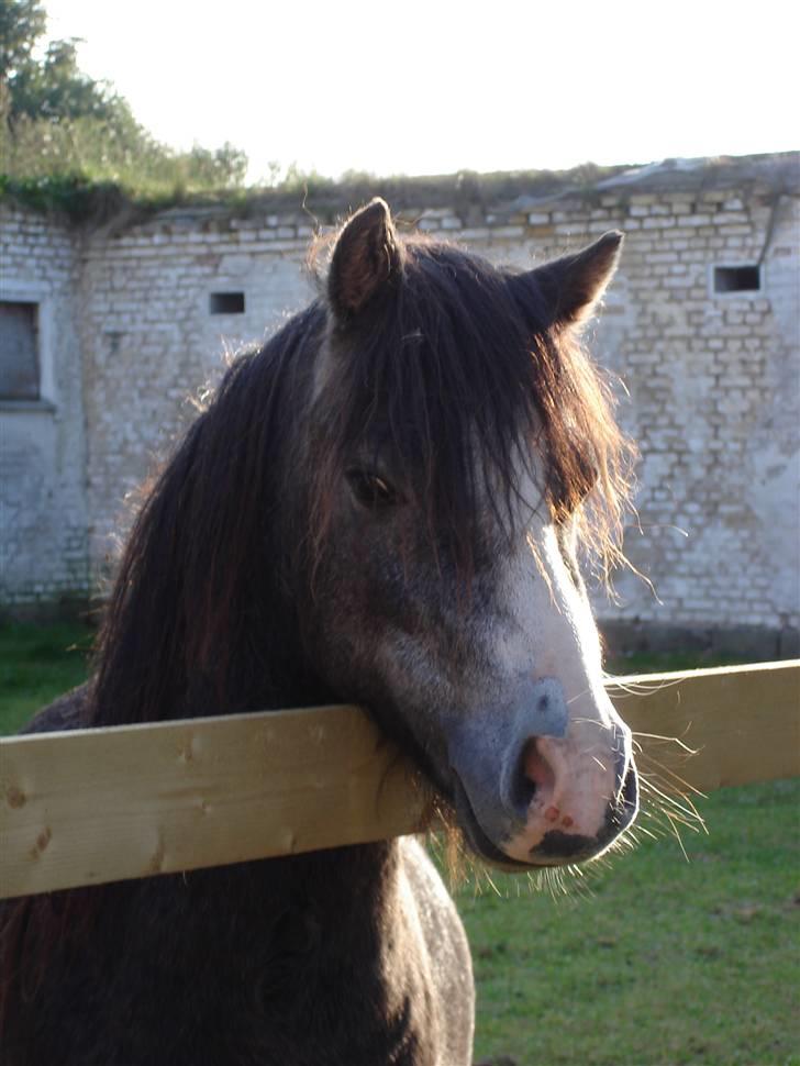 Jason(gammel halvpart) - Jason billede 6