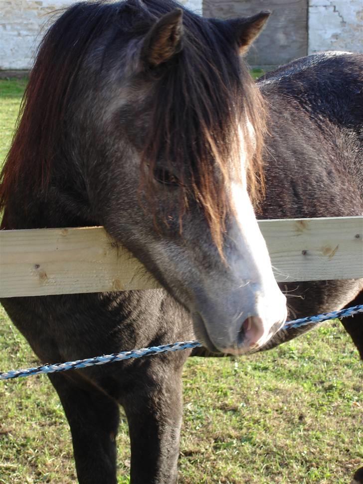 Jason(gammel halvpart) - Jason billede 7