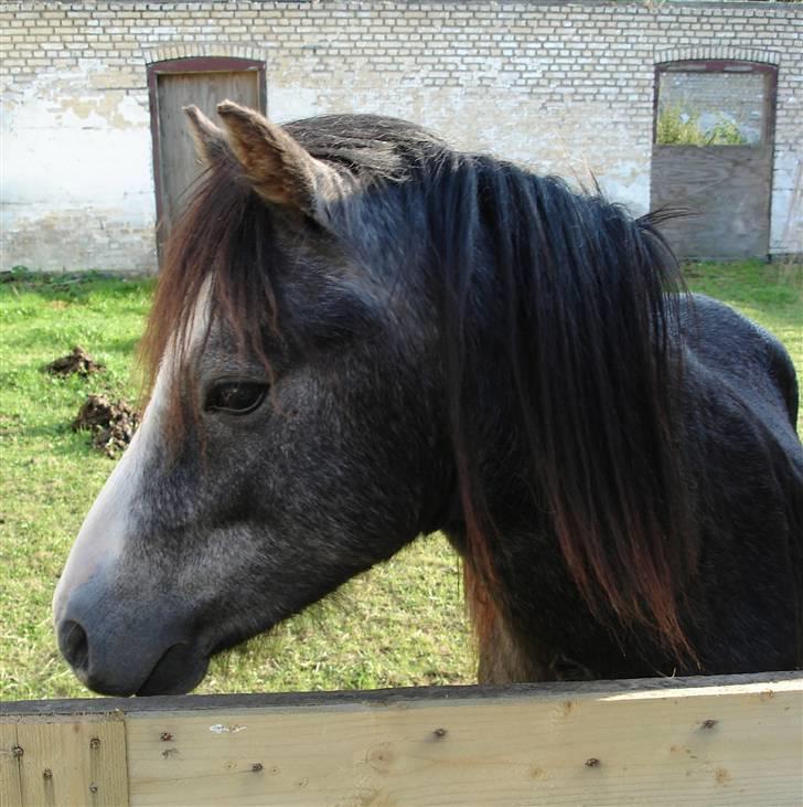 Jason(gammel halvpart) - Jason billede 8