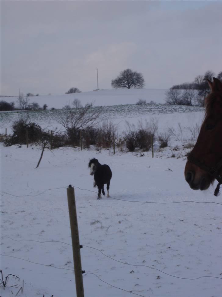 Jason(gammel halvpart) - Jason og Felix billede 12