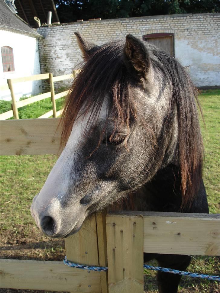 Jason(gammel halvpart) - Jason billede 13