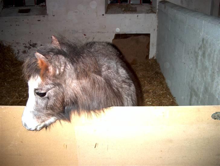 Jason(gammel halvpart) - Jason som føl:) billede 14