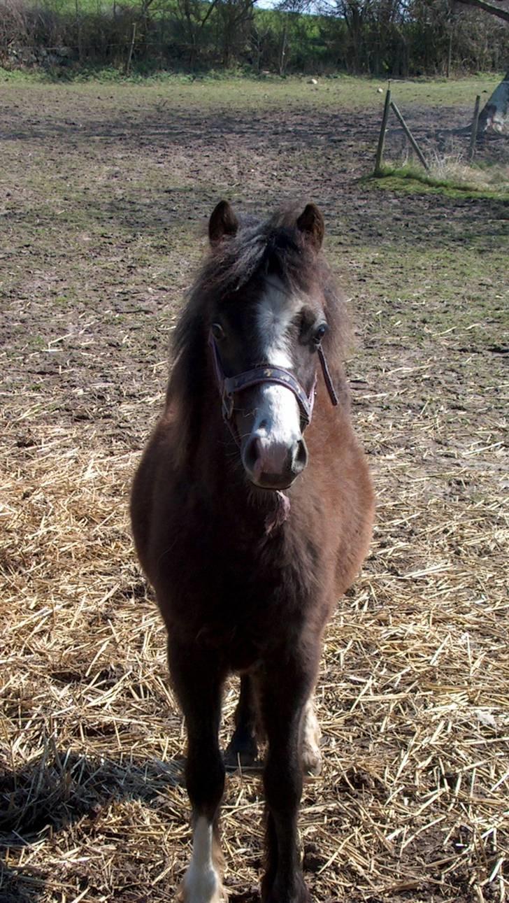 Jason(gammel halvpart) - Jason som føl:) billede 15