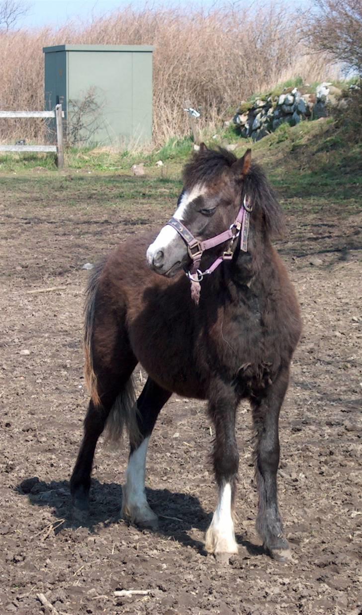 Jason(gammel halvpart) - Jason som føl:) billede 16