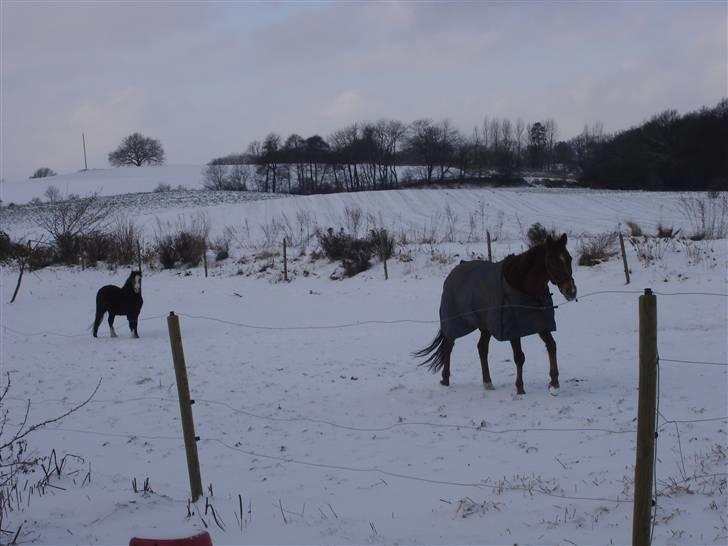 Jason(gammel halvpart) - Jason og Felix billede 17