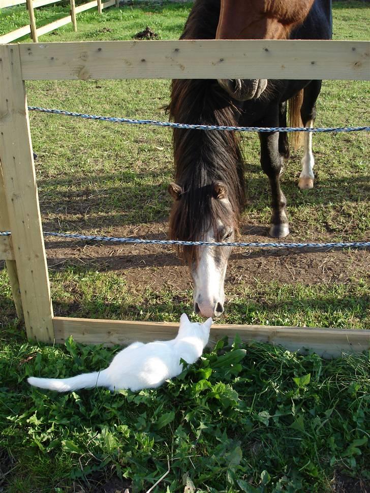 Jason(gammel halvpart) - Jason og Pejvs billede 19