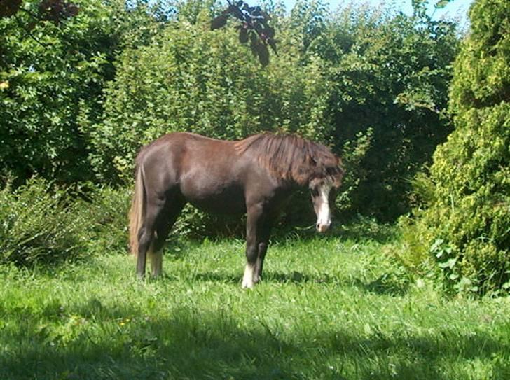 Jason(gammel halvpart) - Jason
 billede 20