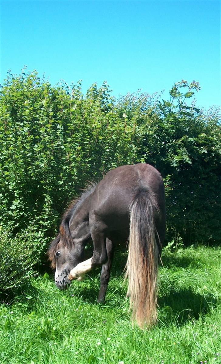 Jason(gammel halvpart) - Jason på sommer græs:) billede 21