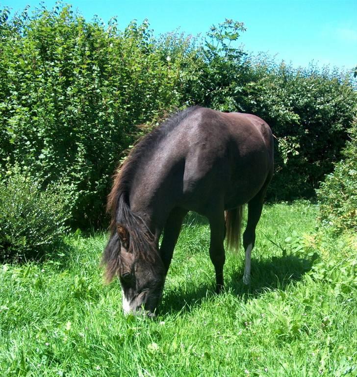 Jason(gammel halvpart) - Jason på sommer græs:) billede 22