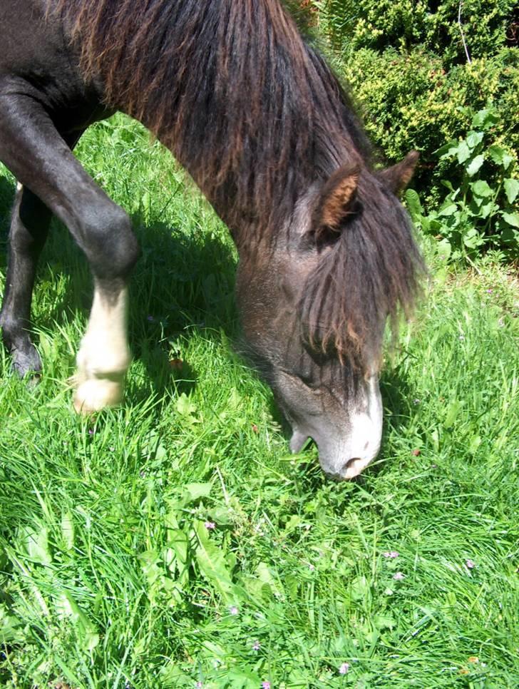 Jason(gammel halvpart) - Jason på sommer græs:) billede 23