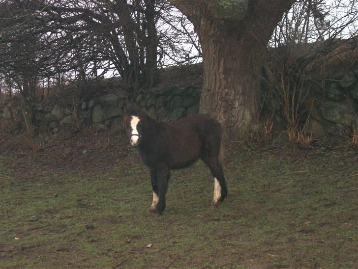 Jason(gammel halvpart) - Jason som føl:) billede 25