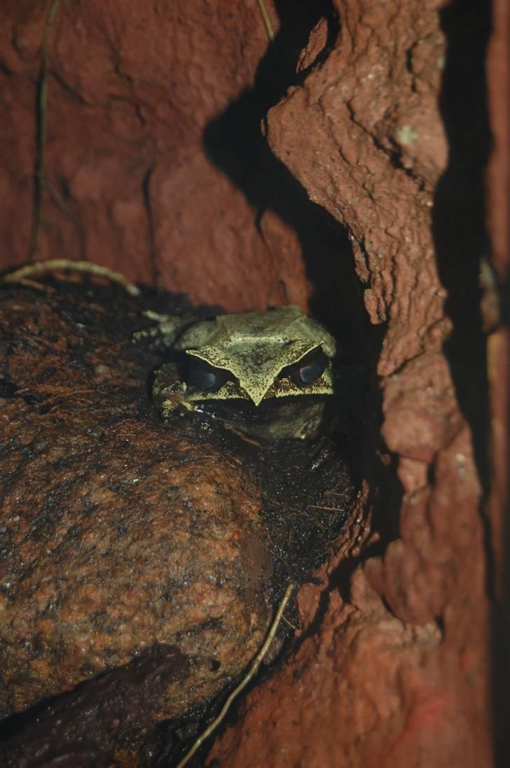 Terrariet! :P - Hornfrø billede 1