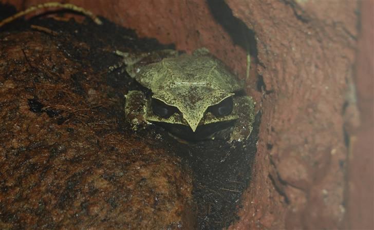 Terrariet! :P - Hornfrø billede 2