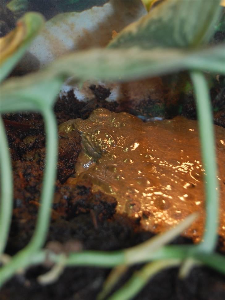 Terrariet! :P - Afrikansk oksefrø billede 3
