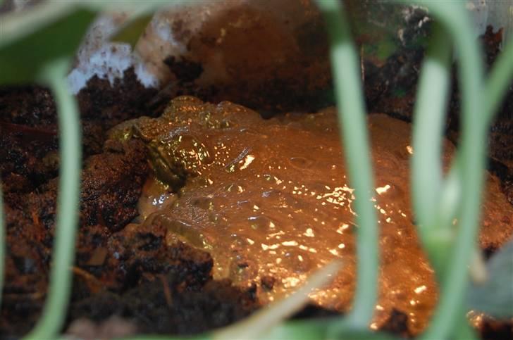 Terrariet! :P - Afrikansk oksefrø billede 4