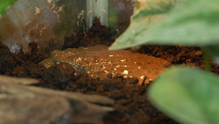 Terrariet! :P - Afrikansk oksefrø billede 5