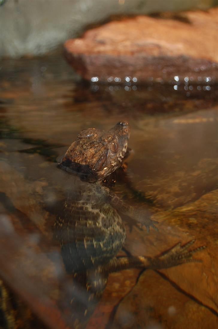 Terrariet! :P - Brun dværgkaiman billede 6