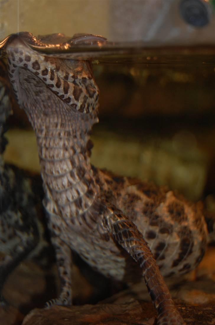 Terrariet! :P - Brun dværgkaiman billede 7