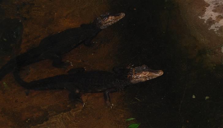 Terrariet! :P - Brun dværgkaiman (ca. fuldvoksne) billede 8