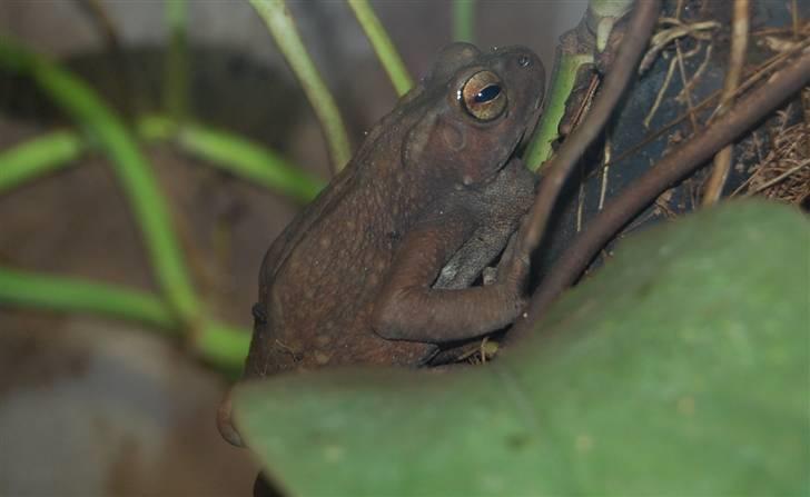 Terrariet! :P - Alm. trætudse billede 9