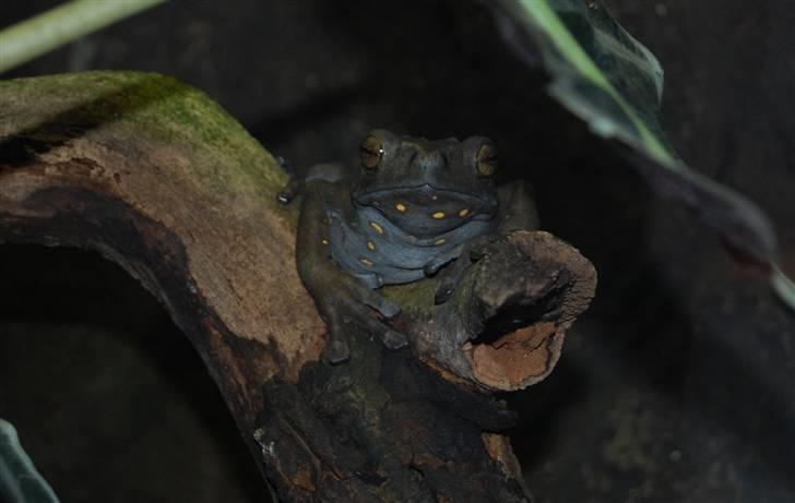 Terrariet! :P - Alm. trætudse billede 10