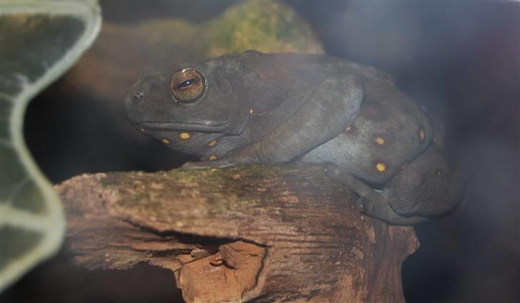 Terrariet! :P - Alm. trætudse billede 11