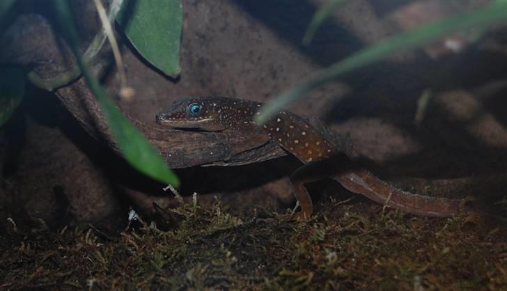 Terrariet! :P - Anole billede 12