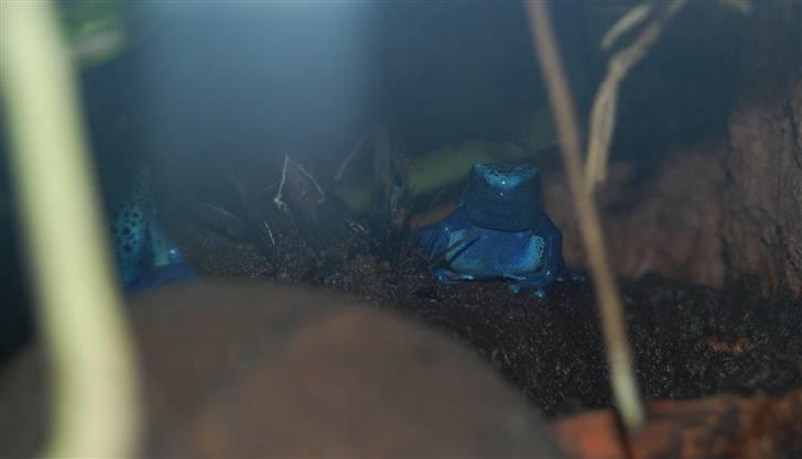 Terrariet! :P - Blå pilegiftfrø billede 13