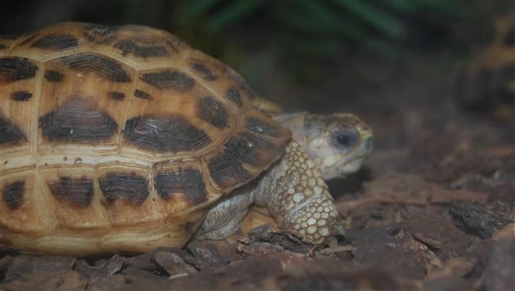 Terrariet! :P - Edderkoppe skildpadde billede 14