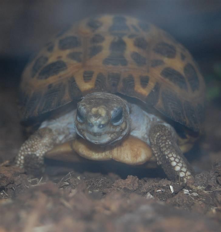 Terrariet! :P - Edderkoppe skildpadde billede 15