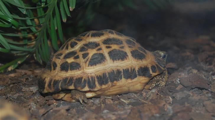 Terrariet! :P - Edderkoppe skildpadde billede 16