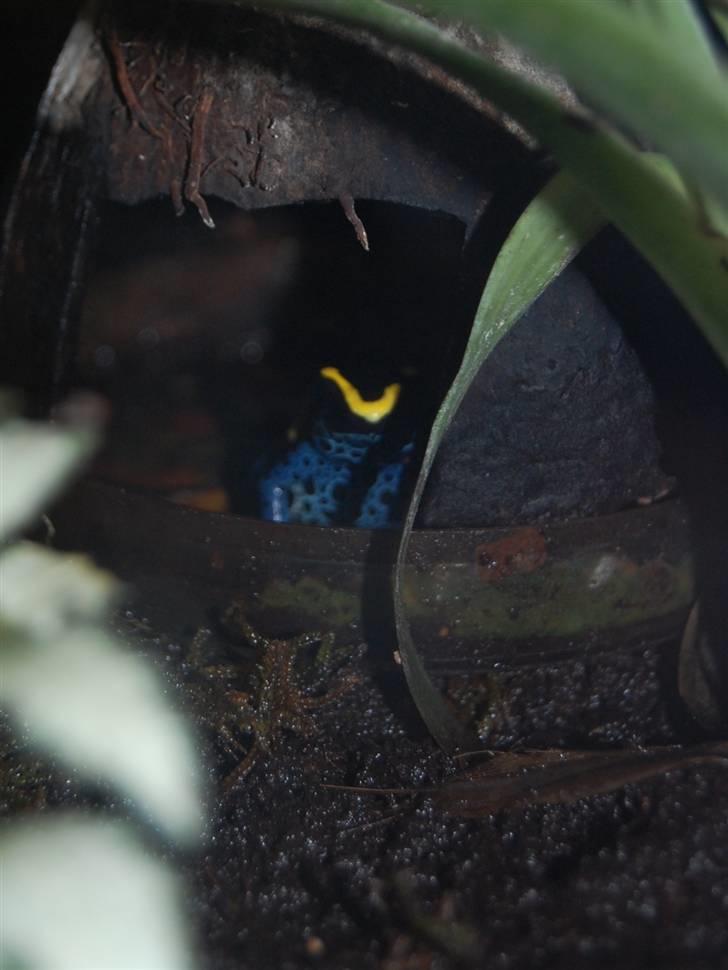 Terrariet! :P - Farvefrø billede 17