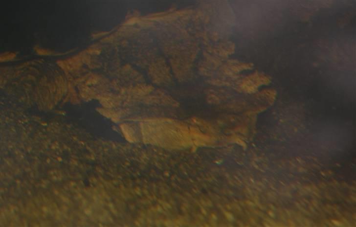 Terrariet! :P - Frynseskildpadde billede 18