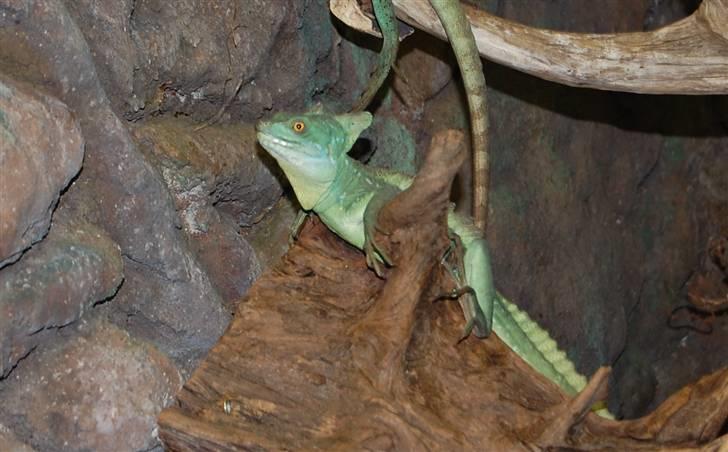 Terrariet! :P - Grøn basilisk billede 19