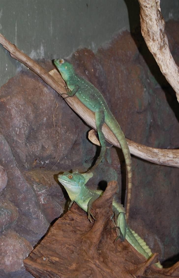 Terrariet! :P - Grøn basilisk billede 20