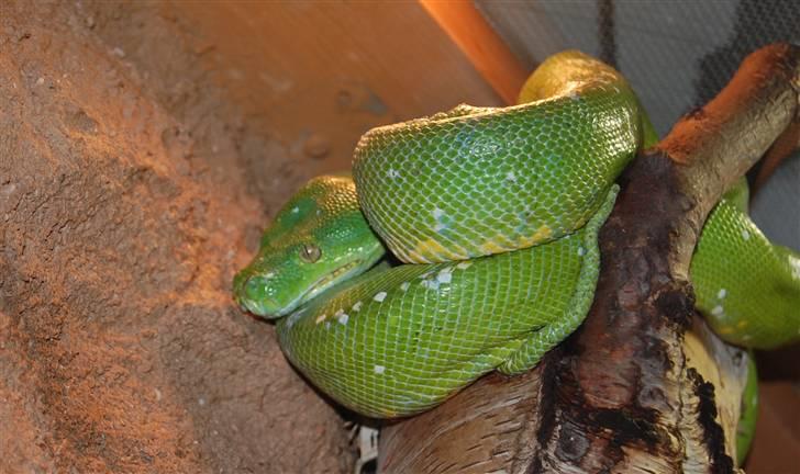 Terrariet! :P - Grøn træpyton billede 21