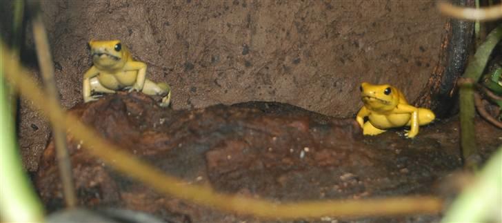 Terrariet! :P - Gylden pilegiftfrø billede 22