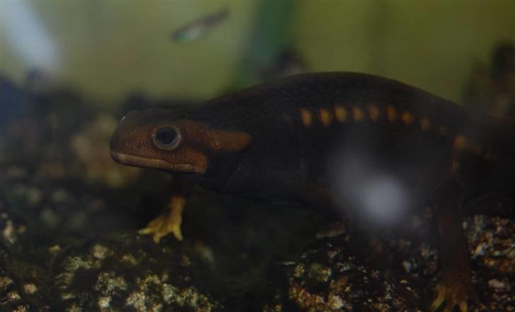 Terrariet! :P - Himalaya-krokodillesalamander billede 23