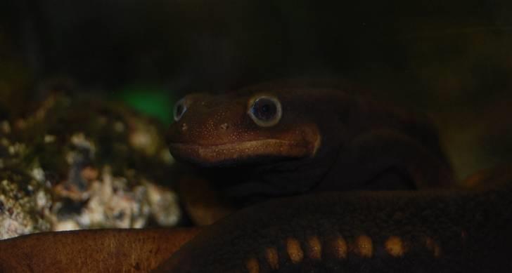 Terrariet! :P - Himalaya-krokodillesalamander billede 24