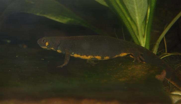 Terrariet! :P - Ildbugsalamander billede 25