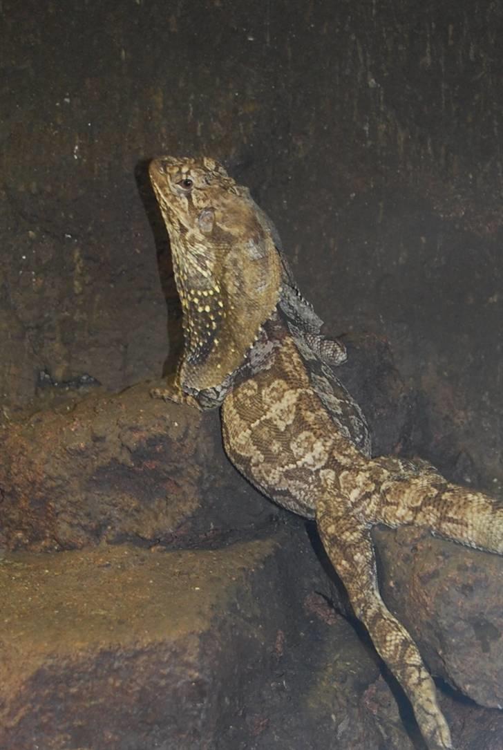 Terrariet! :P - Kraveagam billede 26